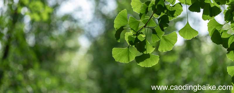 把树叶当成人写一句话怎么写 把树叶当成人来写一句话把树叶