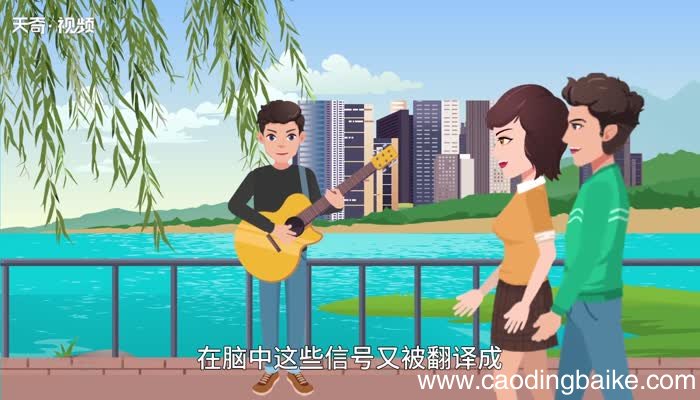 耳朵的意思，耳朵的解释