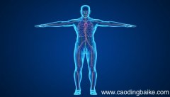 人体内消化食物的主要器官是人体内什么器官是主要来消化食物