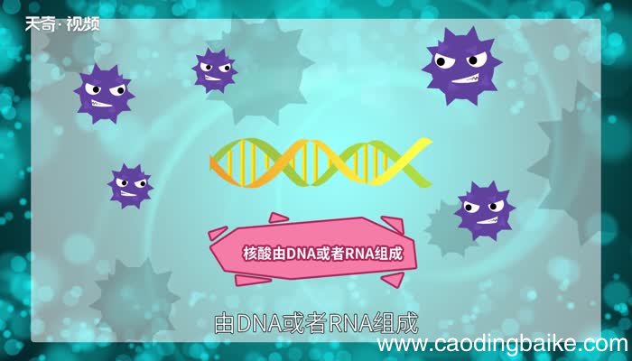 病毒的主要化学成分是什么 病毒的组成成分是什么