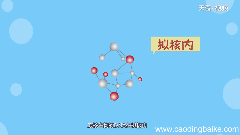 原核生物DNA在哪里 原核生物DNA