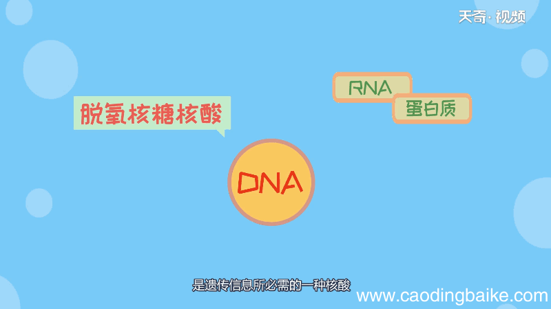 原核生物DNA在哪里 原核生物DNA