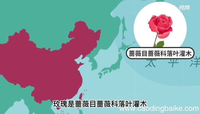 玫瑰的意思 玫瑰的意思是什么
