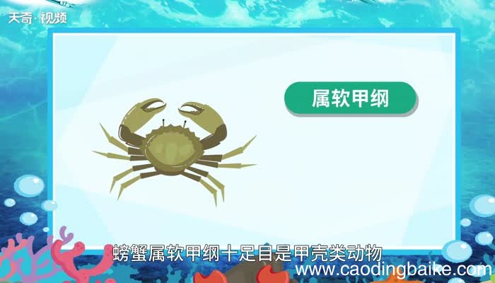 螃蟹的意思 螃蟹的意思是什么