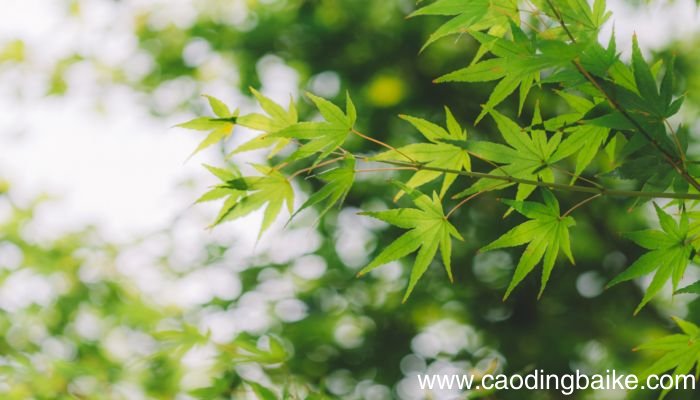 早发白帝城翻译赏析早发白帝城的翻译和赏析是怎样的