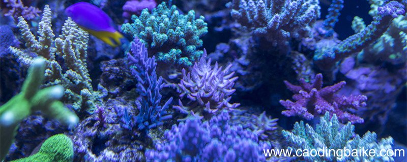 珊瑚怎么写作文 珊瑚怎么写作文?