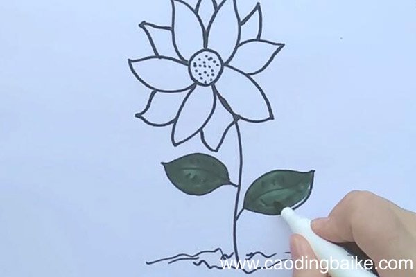 小雏菊简笔画 小雏菊怎么画