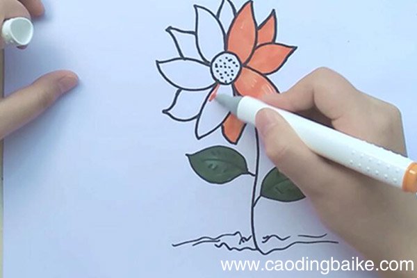 小雏菊简笔画 小雏菊怎么画