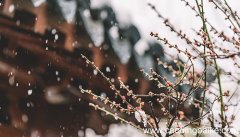 雪梅宋卢钺诗翻译 雪梅的翻译