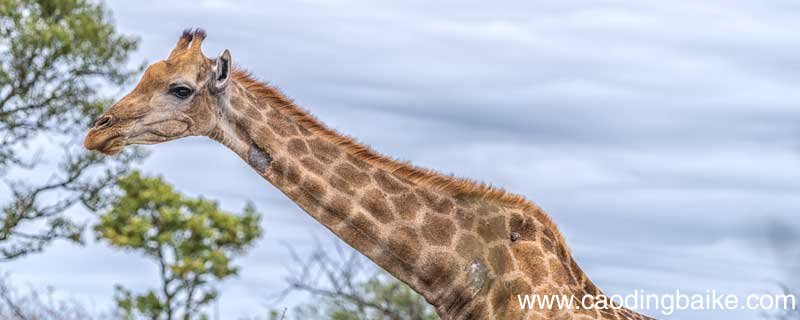 鹿角和鹿腿告诉我们什么道理 鹿角和鹿腿告诉我们什么道理 最佳答案