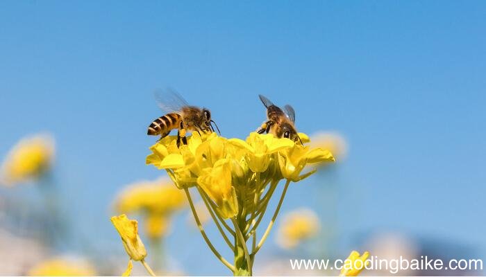 蜜蜂这篇课文主要讲了什么 蜜蜂这篇课文主要讲了啥