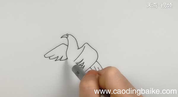 鸽子简笔画