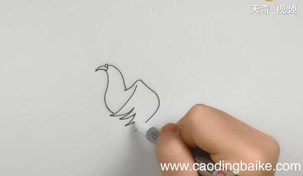 鸽子简笔画