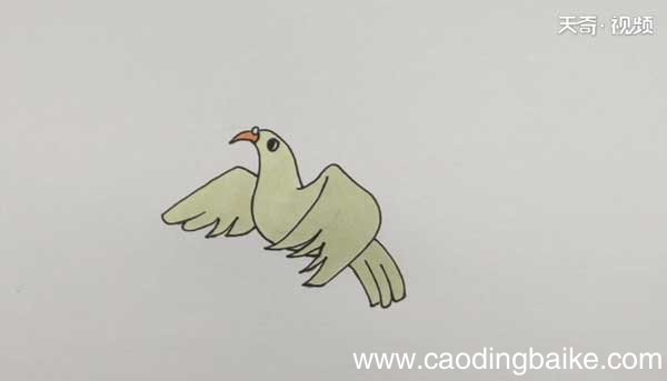 鸽子简笔画