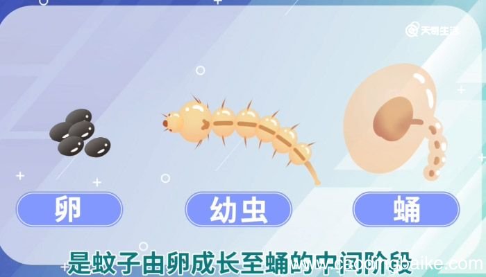 孑孓的意思 孑孓的意思解释