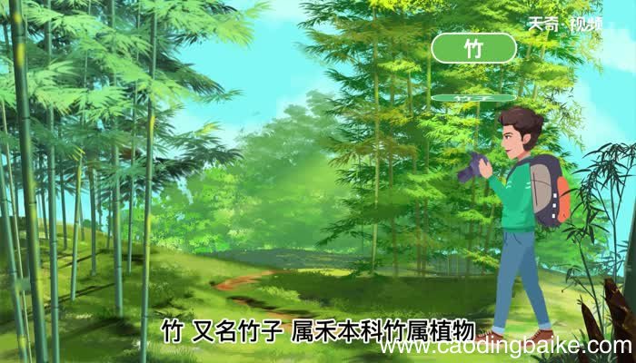 竹子的意思 竹子的意思是什么