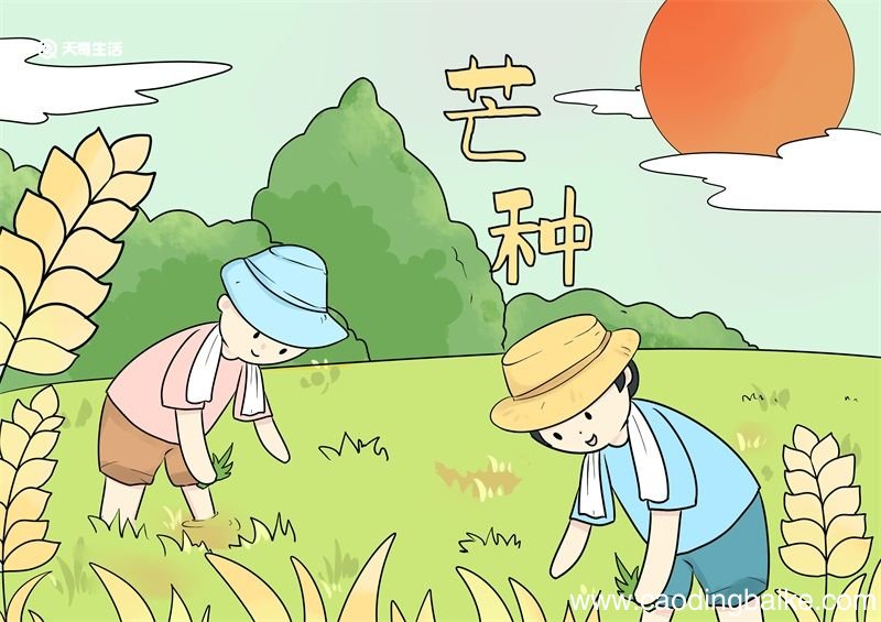 芒种简笔画 芒种简笔画简单好看