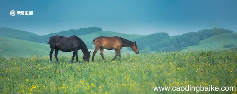写草原的比喻句 草原的比喻句