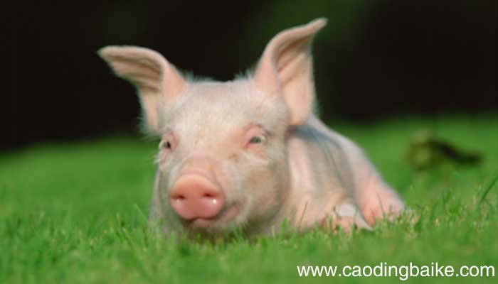 没见过猪跑下一句叫什么 没见过猪跑的上一句是什么