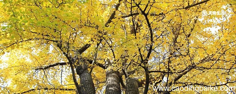 枝芽造句 枝芽什么意思