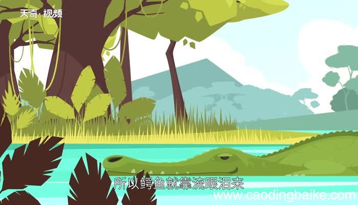 鳄鱼的眼泪歇后语 鳄鱼的眼泪歇后语是什么