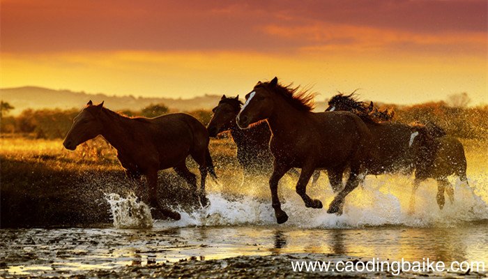 百骏图作者是谁 百骏图是谁画的