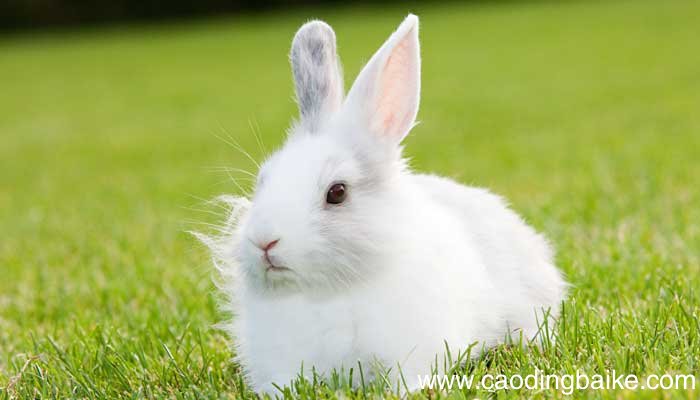 江南春主要内容 江南春主要内容20字