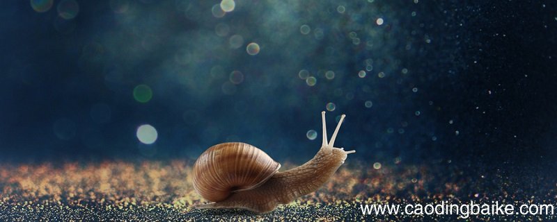 蜗牛生活在什么环境里 蜗牛对环境的要求