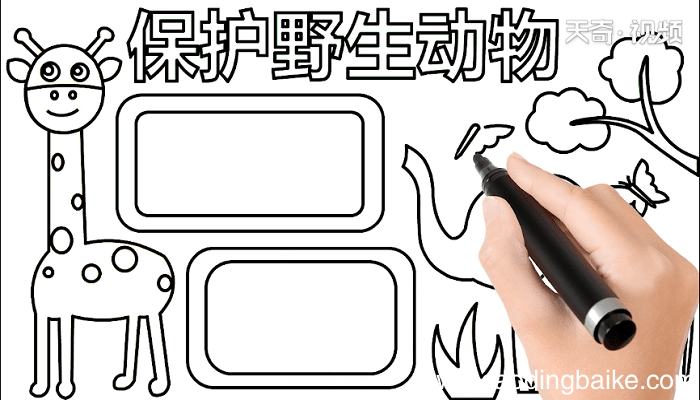 爱护野生动物的手抄报 爱护野生动物的画报