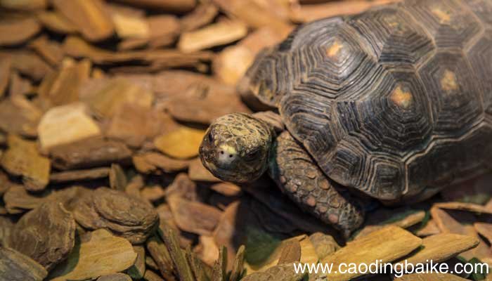 海龟的描写简单写几句 描写海龟的句子怎么写