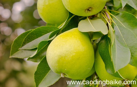 元阳有哪些特色水果 云南元阳特产