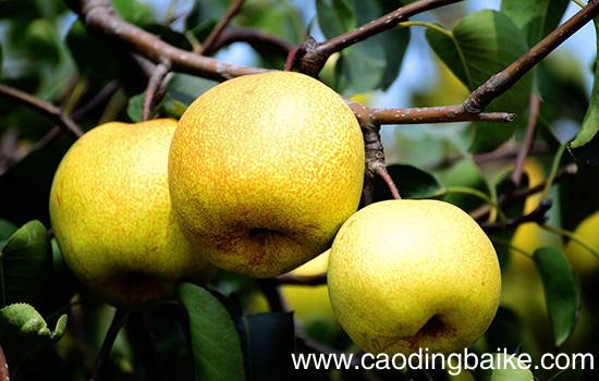 陕西有哪些特色水果陕西特产