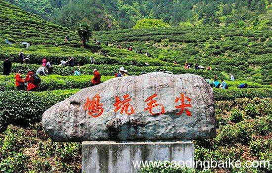杭州有哪些名茶 杭州茶叶