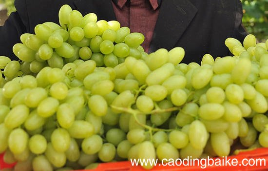 河北有哪些特色水果 河北特产