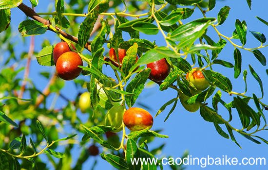 河北有哪些特色水果 河北特产