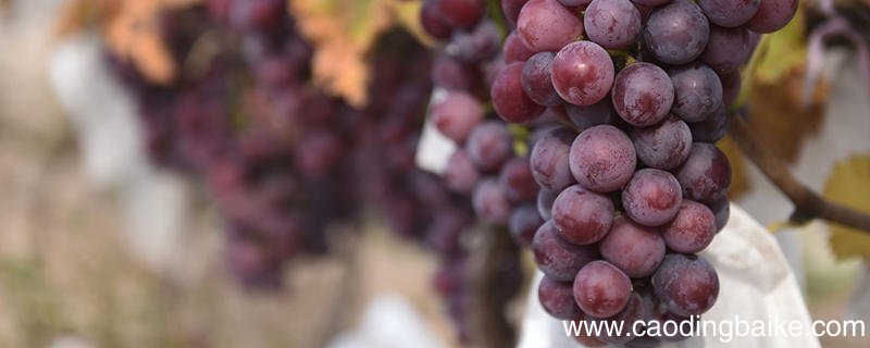 河北有哪些特色水果 河北特产