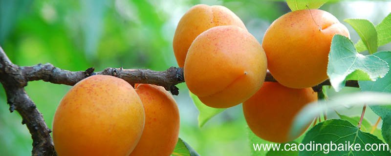 成都有哪些特色水果 成都特产