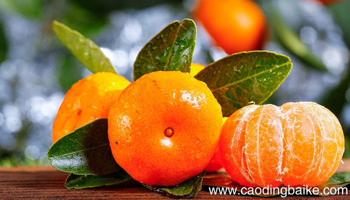 陕西有什么特色水果 陕西的特色水果