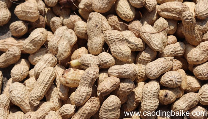 青岛土特产 青岛的土特产都有什么