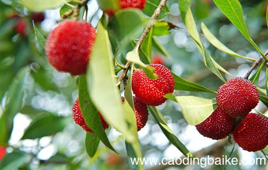 泸西有哪些特色水果 云南泸西特产