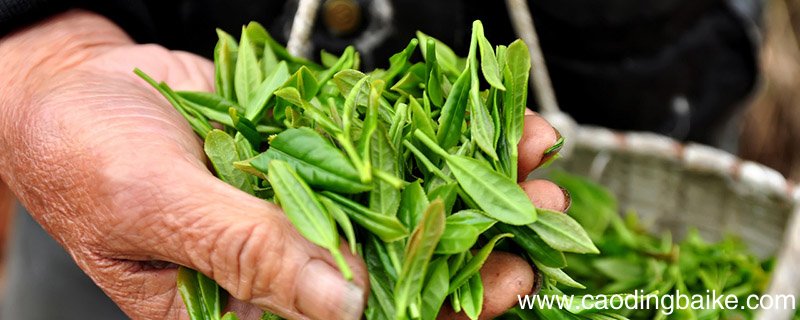 宁波有哪些名茶 宁波茶叶
