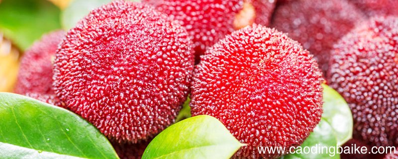 云南有哪些特色水果 云南特产