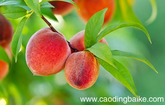 铜川有哪些特色水果 陕西铜川特产