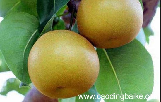 兰州有哪些特色水果 甘肃兰州特产