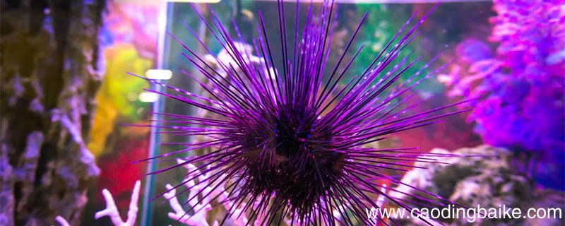 烟台有哪些水产品 山东烟台特产