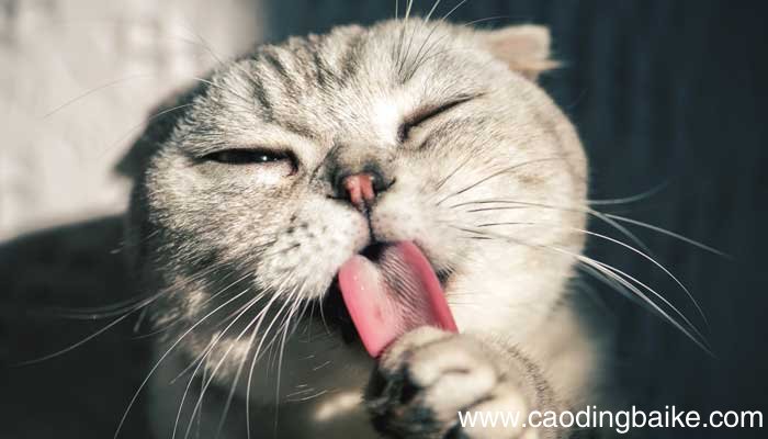 瑞克和莫蒂会说话的猫看到了什么 瑞克和莫蒂中会说话的猫