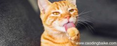 瑞克和莫蒂会说话的猫看到了什么 瑞克和莫蒂中会说话的猫