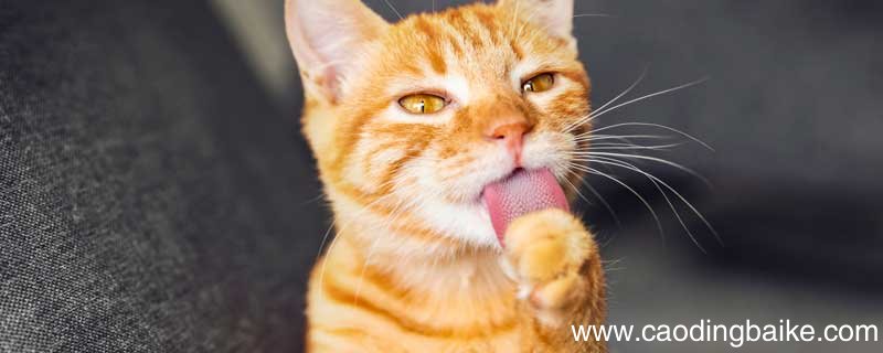 瑞克和莫蒂会说话的猫看到了什么 瑞克和莫蒂中会说话的猫