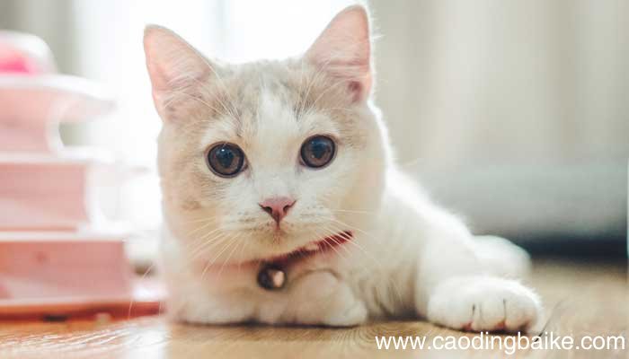 瑞克和莫蒂会说话的猫看到了什么 瑞克和莫蒂中会说话的猫