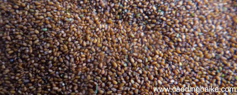 海藻面膜怎么调祛痘海藻祛痘面膜如何调配